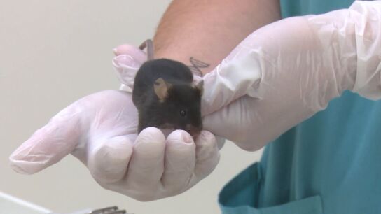 Rat&oacute;n con artrosis de la investigaci&oacute;n de Stanford