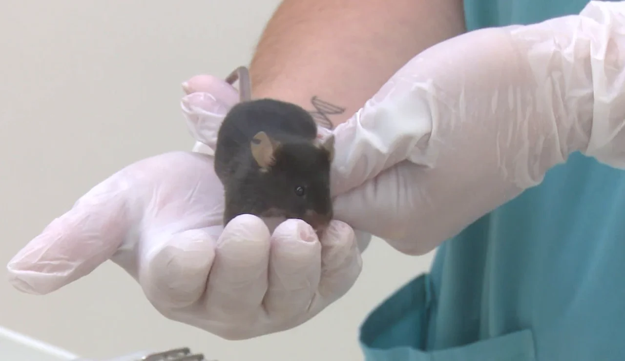 Ratón con artrosis de la investigación de Stanford