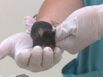 Ratón con artrosis de la investigación de Stanford