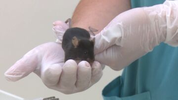 Rat&oacute;n con artrosis de la investigaci&oacute;n de Stanford