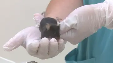 Ratón con artrosis de la investigación de Stanford Ratón con artrosis de la investigación de Stanford