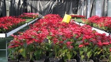 Imagen de archivo de flores de Pascua.