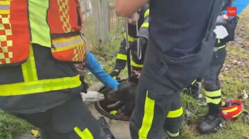 Rescatan a un perro en Majadahonda 