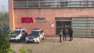 Registran el laboratorio IRTA-CReSA para determinar el origen del brote de peste porcina en Barcelona