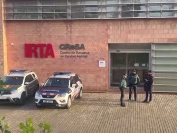 Registran el laboratorio IRTA-CReSA para determinar el origen del brote de peste porcina en Barcelona