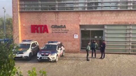 Registran el laboratorio IRTA-CReSA para determinar el origen del brote de peste porcina en Barcelona