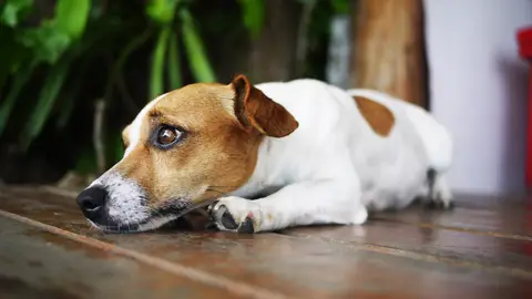 Perro estirado en el suelo Perro estirado en el suelo
