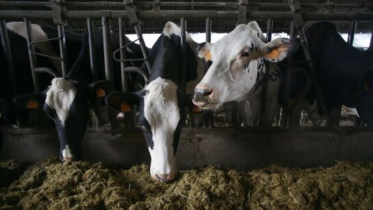 Bruselas ve injustificados los aranceles impuestos por China a los productos l&aacute;cteos europeos: Estos son los alimentos m&aacute;s afectados