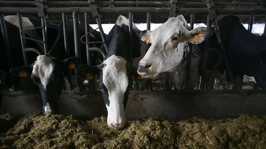 Bruselas ve injustificados los aranceles impuestos por China a los productos lácteos europeos: Estos son los alimentos más afectados Bruselas ve injustificados los aranceles impuestos por China a los productos lácteos europeos: Estos son los alimentos más afectados