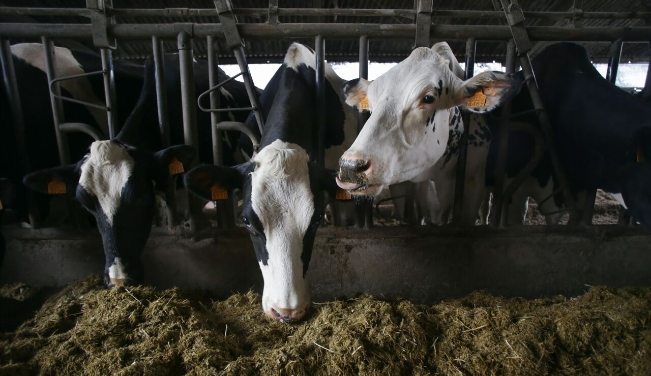 Bruselas ve injustificados los aranceles impuestos por China a los productos l&aacute;cteos europeos: Estos son los alimentos m&aacute;s afectados