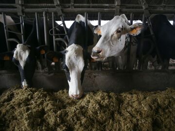 Bruselas ve injustificados los aranceles impuestos por China a los productos l&aacute;cteos europeos: Estos son los alimentos m&aacute;s afectados