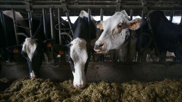 Bruselas ve injustificados los aranceles impuestos por China a los productos l&aacute;cteos europeos: Estos son los alimentos m&aacute;s afectados