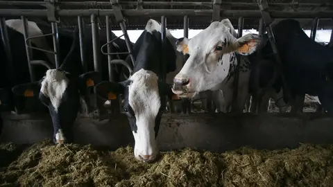 Bruselas ve injustificados los aranceles impuestos por China a los productos lácteos europeos: Estos son los alimentos más afectados Bruselas ve injustificados los aranceles impuestos por China a los productos lácteos europeos: Estos son los alimentos más afectados