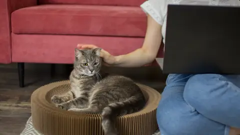 Gato con su dueña Gato con su dueña