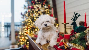 Perro rodeado de decoraci&oacute;n navide&ntilde;a
