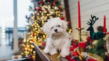 Perro rodeado de decoración navideña Perro rodeado de decoración navideña