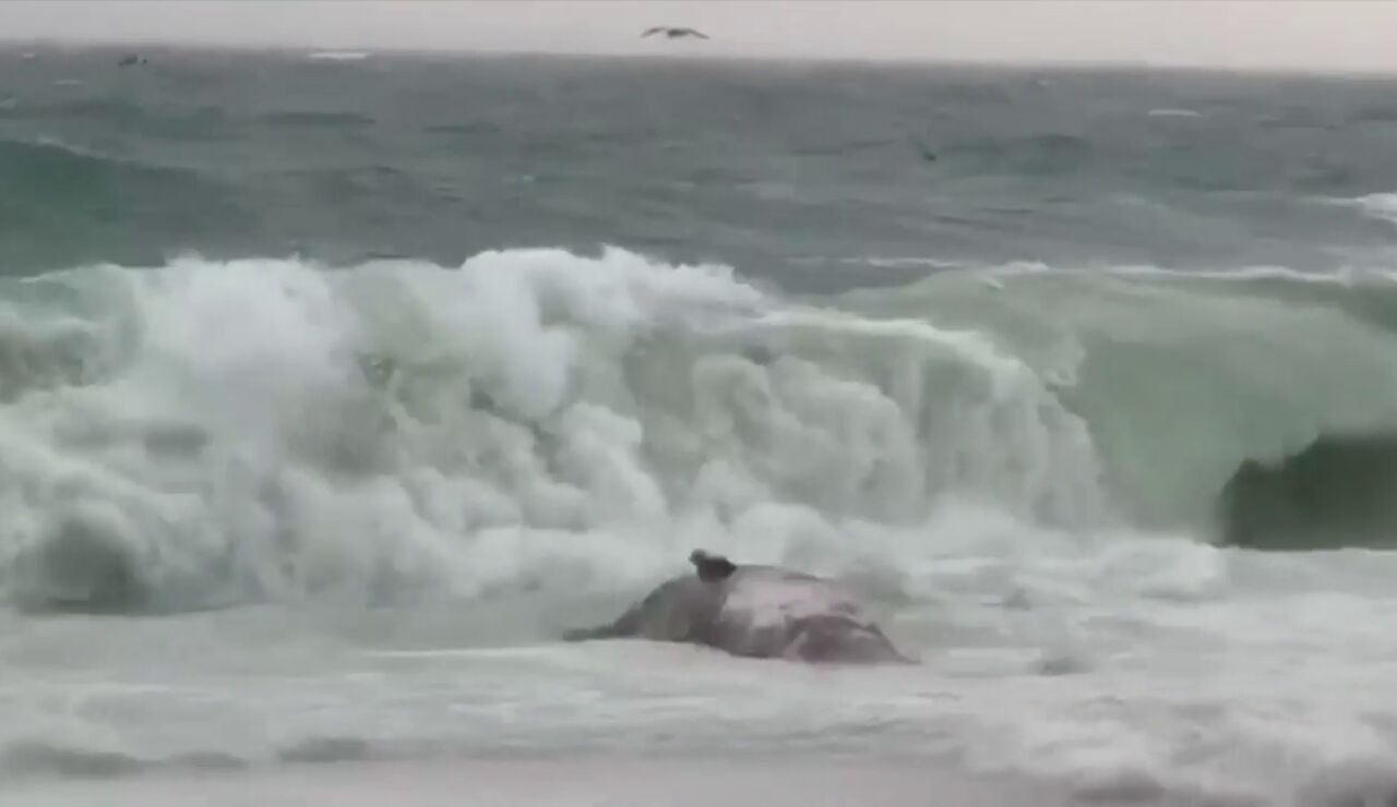El temporal arrastra una ballena muerta hasta la orilla de Platja d'Aro, en Girona