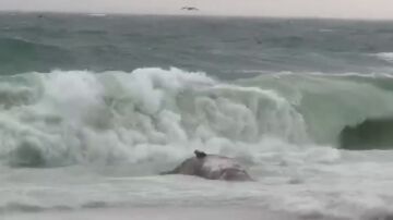 El temporal arrastra una ballena muerta hasta la orilla de Platja d'Aro, en Girona