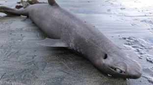 Ejemplar de tibur&oacute;n foca