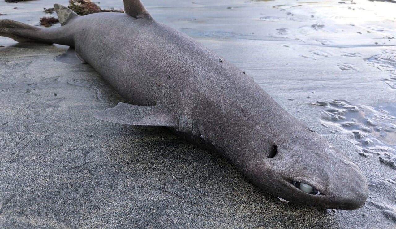 Ejemplar de tibur&oacute;n foca
