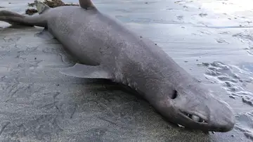 Ejemplar de tiburón foca Ejemplar de tiburón foca