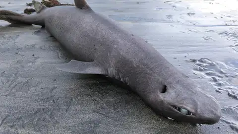 Ejemplar de tiburón foca Ejemplar de tiburón foca