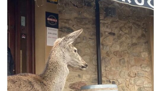 Un vecino de Vecilla, Le&oacute;n, pide ayuda para que no le quiten a la cierva, Pepa que ha adoptado
