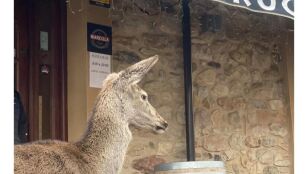 Un vecino de Vecilla, Le&oacute;n, pide ayuda para que no le quiten a la cierva, Pepa que ha adoptado