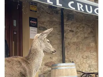 Un vecino de Vecilla, León, pide ayuda para que no le quiten a la cierva, Pepa que ha adoptado Un vecino de Vecilla, León, pide ayuda para que no le quiten a la cierva, Pepa que ha adoptado