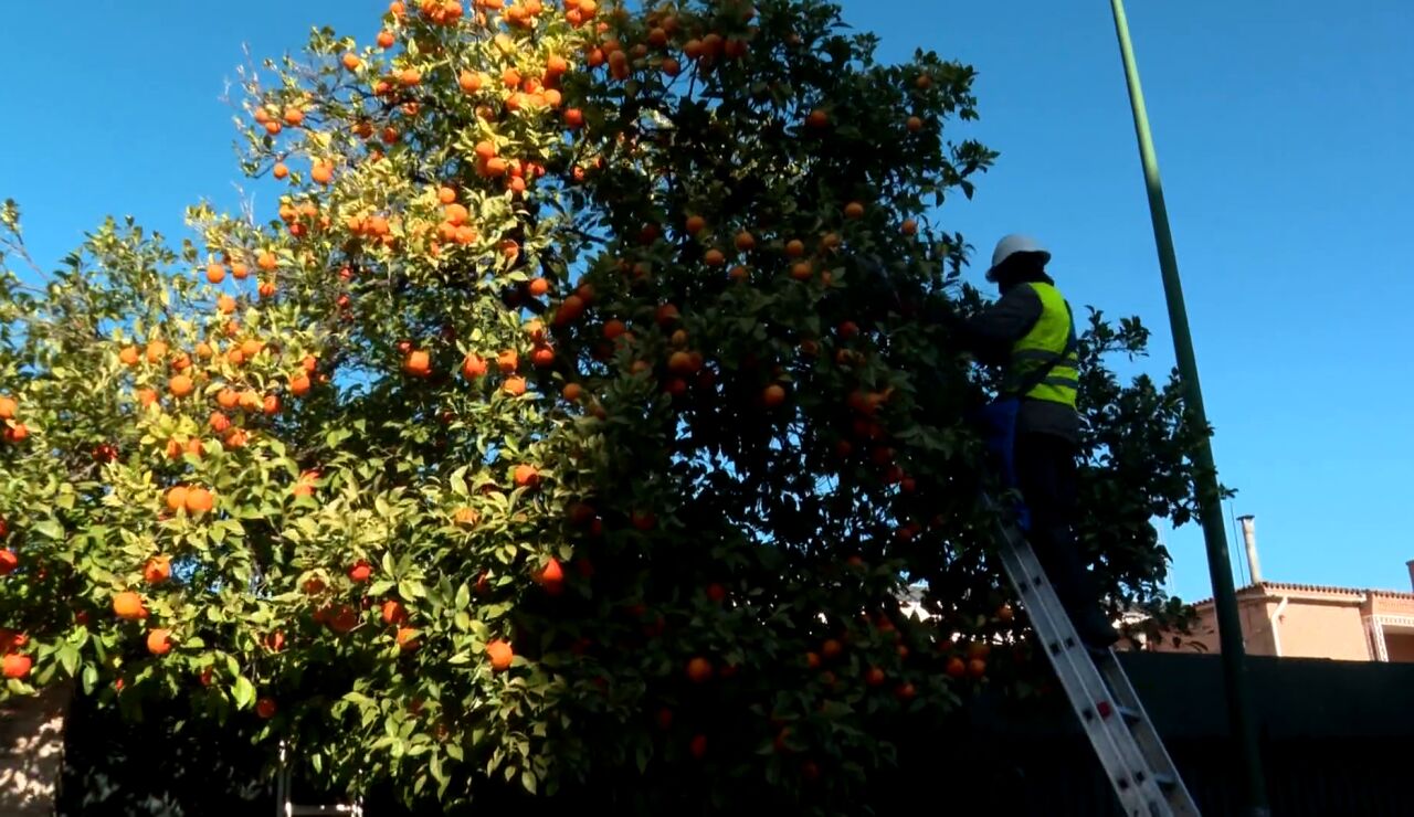 Naranjas amargas de Sevilla: cuando el amargor se convierte en sabor y aroma