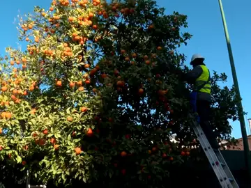 Naranjas amargas de Sevilla: cuando el amargor se convierte en sabor y aroma Naranjas amargas de Sevilla: cuando el amargor se convierte en sabor y aroma