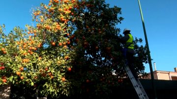 Naranjas amargas de Sevilla: cuando el amargor se convierte en sabor y aroma
