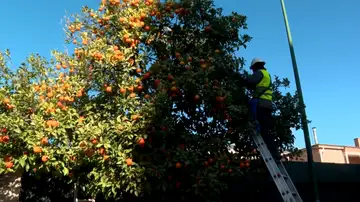 Naranjas amargas de Sevilla: cuando el amargor se convierte en sabor y aroma Naranjas amargas de Sevilla: cuando el amargor se convierte en sabor y aroma