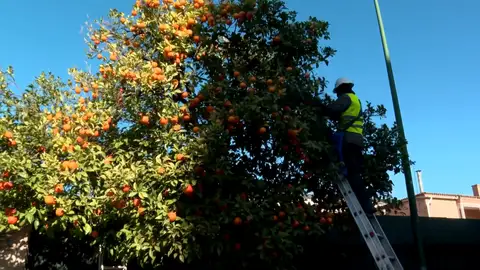 Naranjas amargas de Sevilla: cuando el amargor se convierte en sabor y aroma Naranjas amargas de Sevilla: cuando el amargor se convierte en sabor y aroma