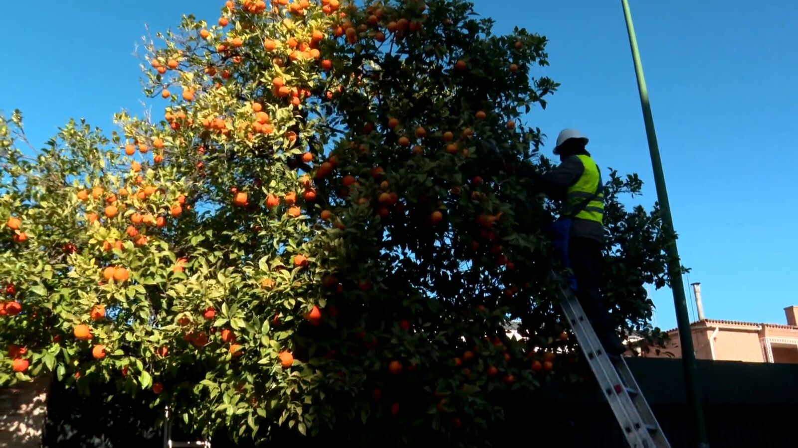 Naranjas amargas de Sevilla: cuando el amargor se convierte en sabor y aroma