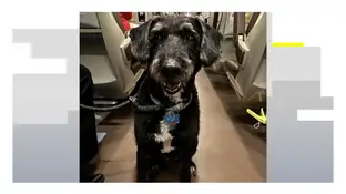Boro, el perro desaparecido Boro, el perro desaparecido