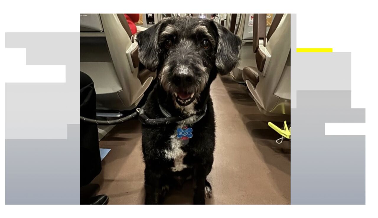 Boro, el perro desaparecido