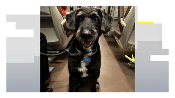 Boro, el perro desaparecido