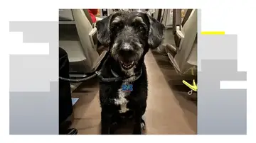 Boro, el perro desaparecido Boro, el perro desaparecido