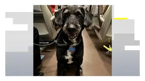 Boro, el perro desaparecido Boro, el perro desaparecido