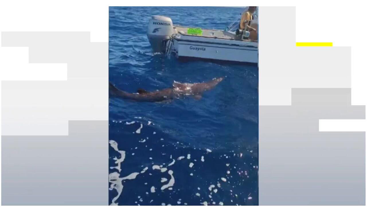 Tibur&oacute;n Duende en Canarias