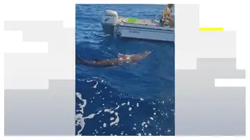 Tiburón Duende en Canarias Tiburón Duende en Canarias