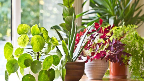 Plantas de casa