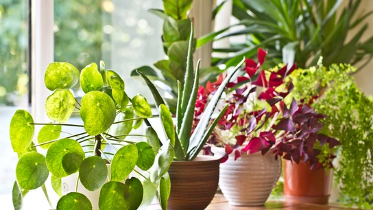 Plantas de casa Plantas de casa