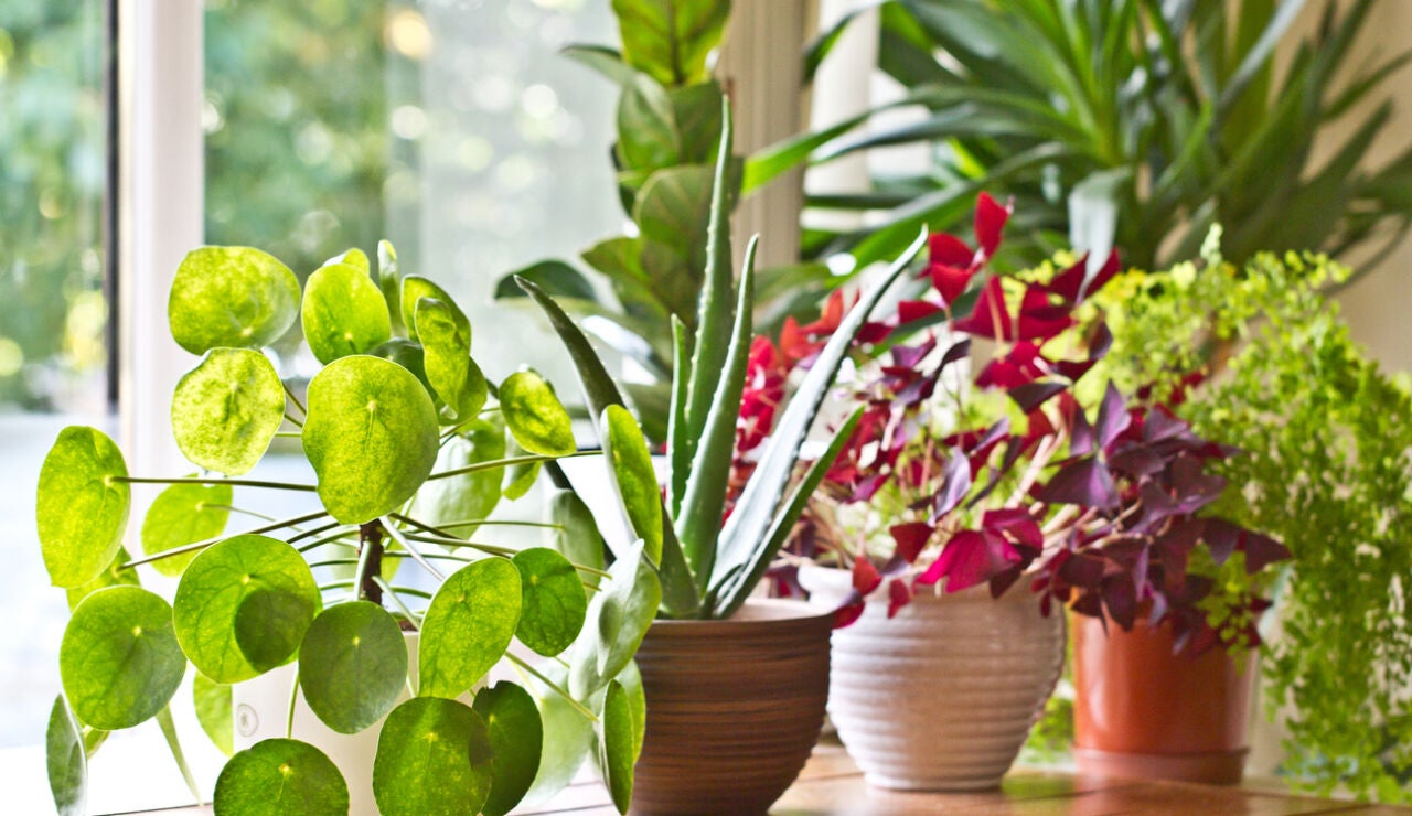 Plantas de casa