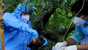 Imagen de la captura de un murci&eacute;lago, animal portador del virus Nipah