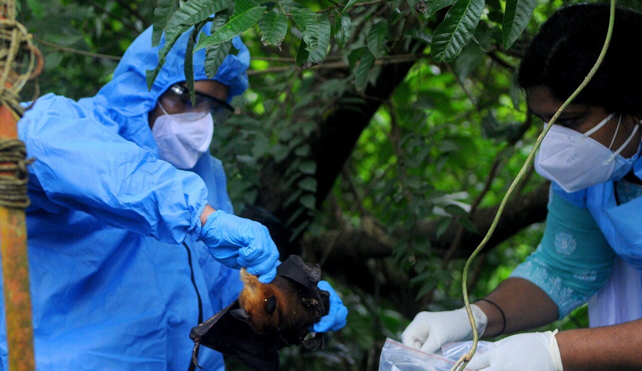 Imagen de la captura de un murci&eacute;lago, animal portador del virus Nipah