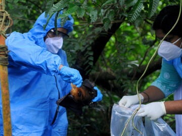 Imagen de la captura de un murci&eacute;lago, animal portador del virus Nipah