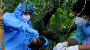 Imagen de la captura de un murci&eacute;lago, animal portador del virus Nipah