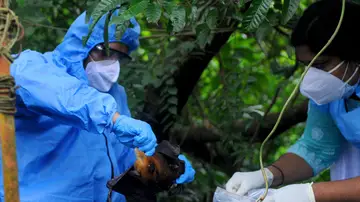 Imagen de la captura de un murciélago, animal portador del virus Nipah Imagen de la captura de un murciélago, animal portador del virus Nipah